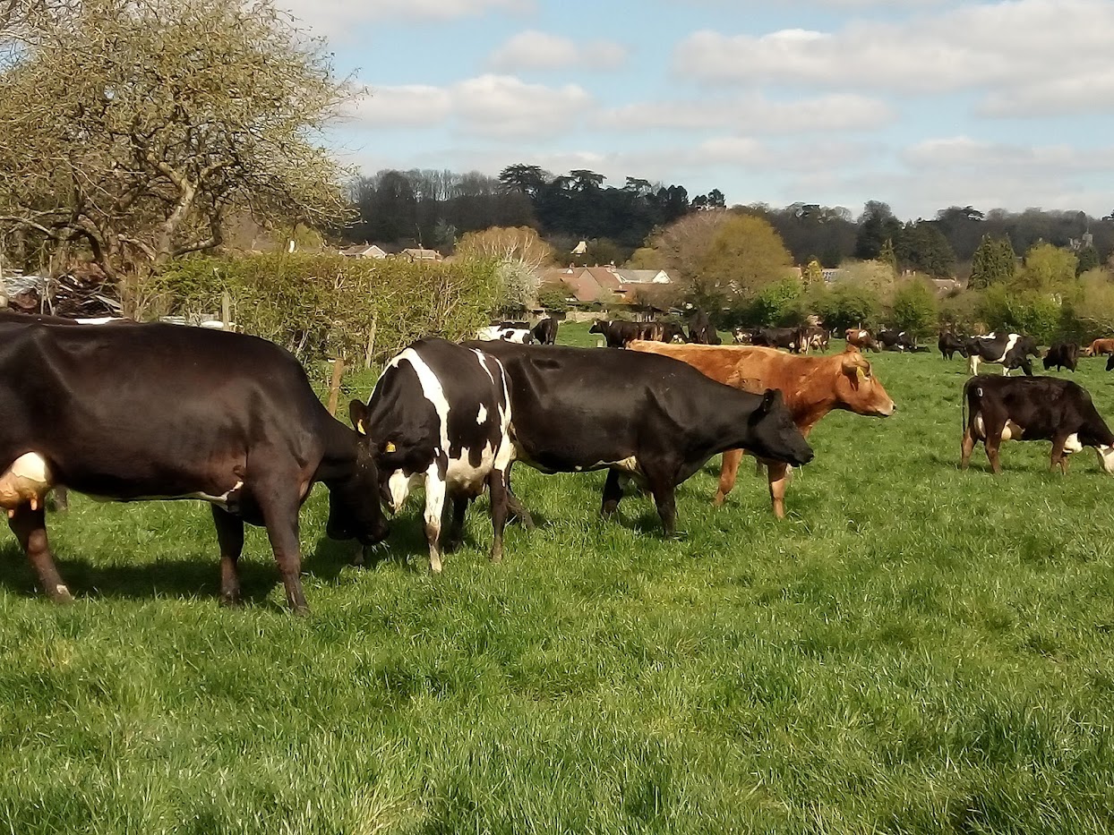 Cows grazing at Lydney Park Farms